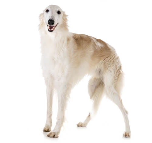 White store borzoi dog